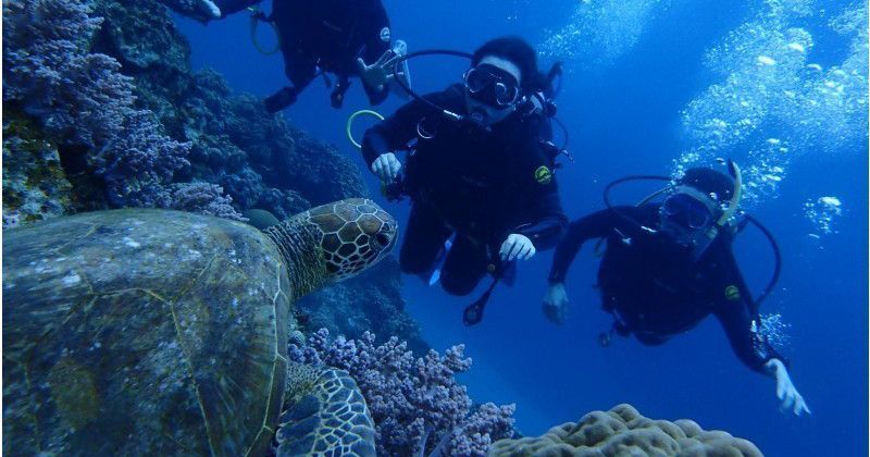 [Okinawa Recommended Store] Kerama Islands Sea Turtle Diving and Screaming Marine Leisure are Popular "Diving / Marine Sports Beginner Specialty Store Kaiya"