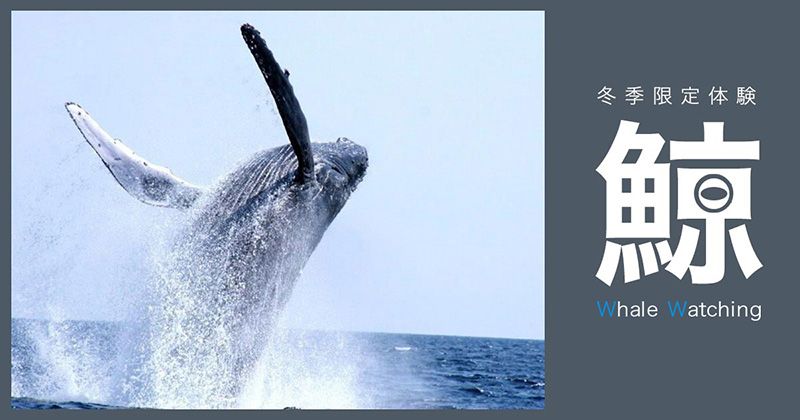 Okinawawhale watchingの時期とおすすめの場所を徹底紹介!