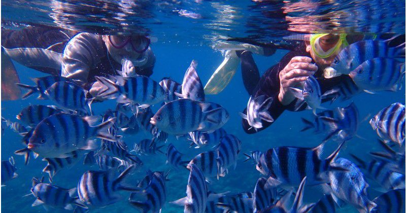 [오키나와 파랑의 동굴 추천 샵] 세계에서 가장 아름다운 바다를 알 소유자가 인정한 절경 체험을 만끽할 수있는 "MalDive (모루다이부)"