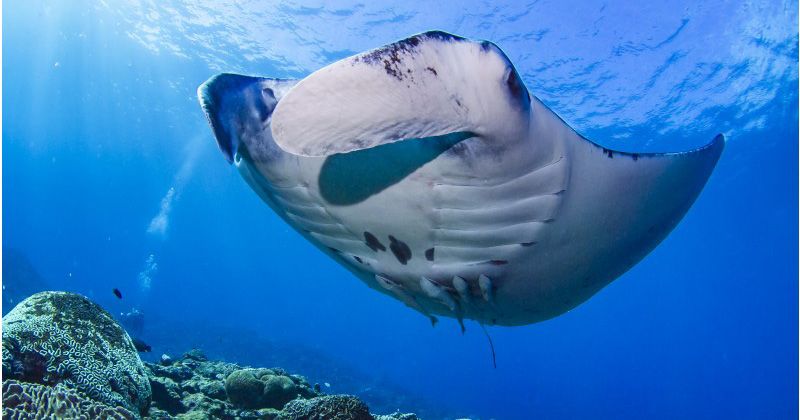 [Ishigaki Island Recommended Shop] Manta sea turtle snorkel experience guided by a beginner-friendly store manager! Manta specialty store "Sorairo marine"