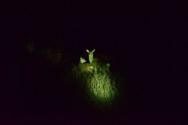 [Tochigi / Oku-Nikko popular shop] Highly recommended! Go by a temporary bus at night! Thorough introduction of Animal & Star Watching Night Tour!