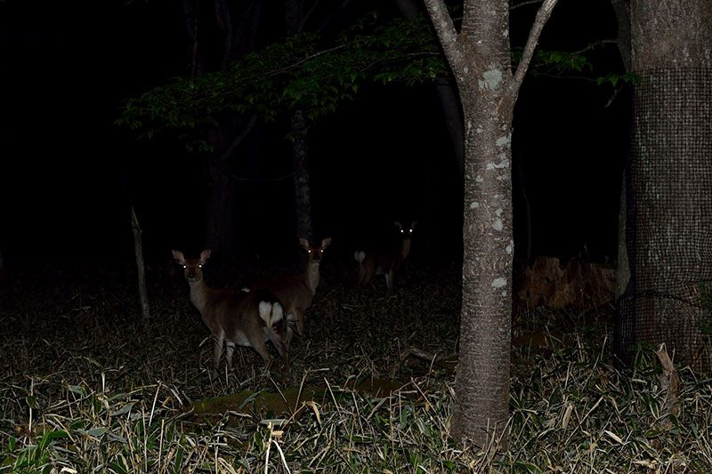 [Tochigi / Oku-Nikko popular shop] Highly recommended! Go by a temporary bus at night! Thorough introduction of Animal & Star Watching Night Tour!