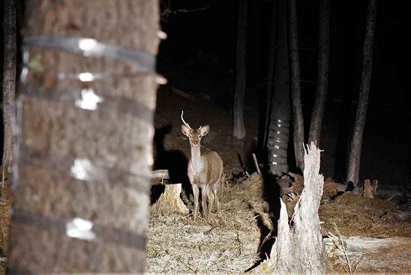 [Tochigi / Oku-Nikko popular shop] Highly recommended! Go by a temporary bus at night! Thorough introduction of Animal & Star Watching Night Tour!