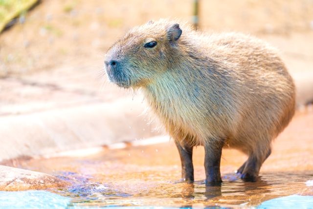 東京から日帰り　おすすめ観光地　マザー牧場／千葉　カピバラ
