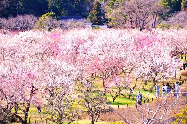 東京から日帰り　おすすめ観光地　偕楽園／茨城　「水戸の梅まつり」