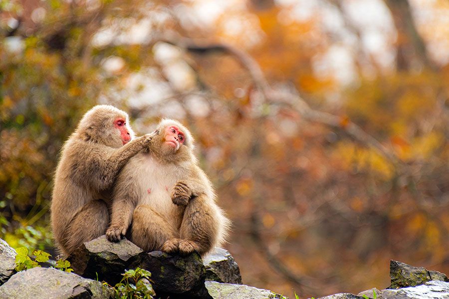 Nagano Autumn Sightseeing spots Jigokudani Monkey Park Japanese macaques grooming Monkeys Snow monkeys
