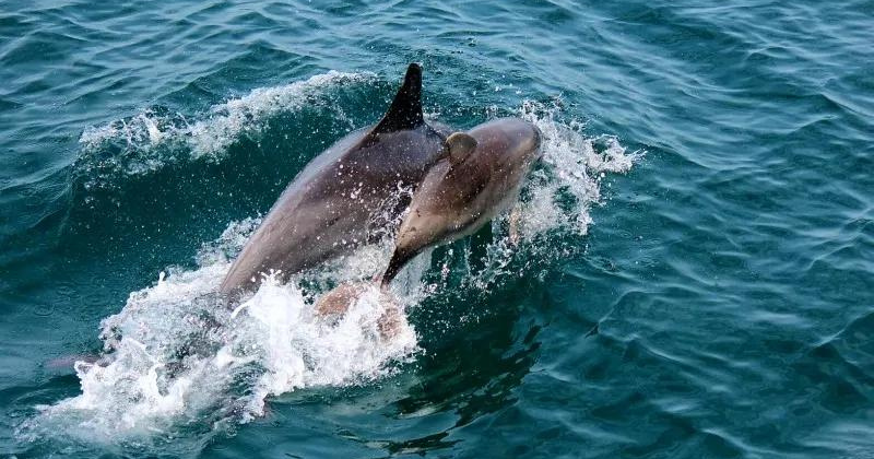 Dolphin watching in Amakusa