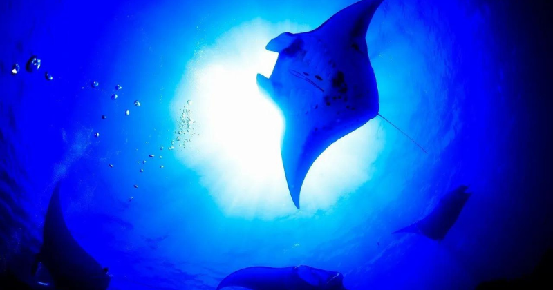 Manta Ray and Turtle Diving Experiences