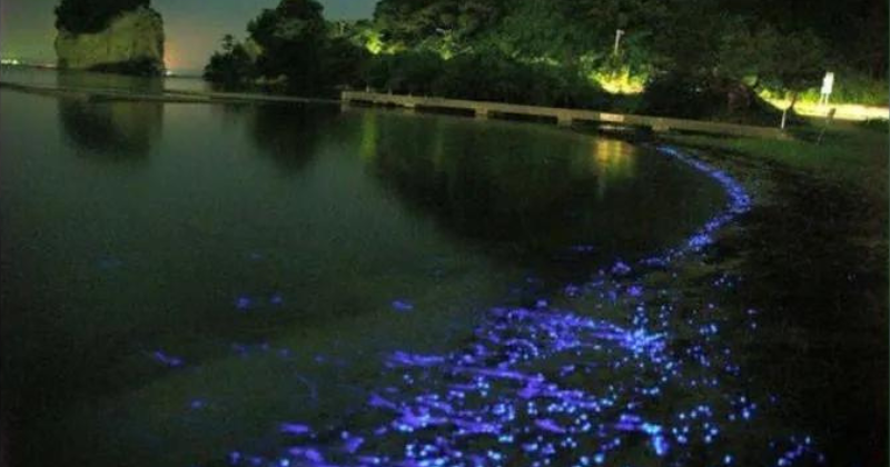 Ishikawa bioluminiscence