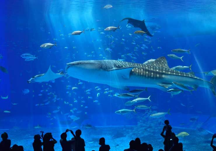 沖縄美ら海水族館　黒潮の海　水槽を泳ぐジンベイザメやマンタ