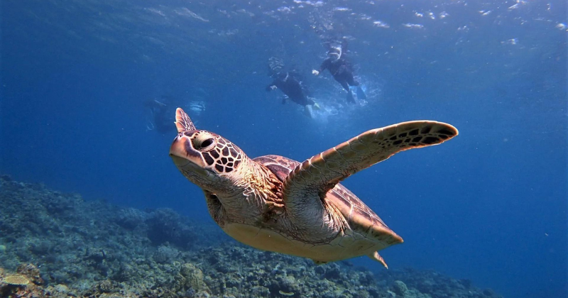 Swim with Sea Turtles Tour