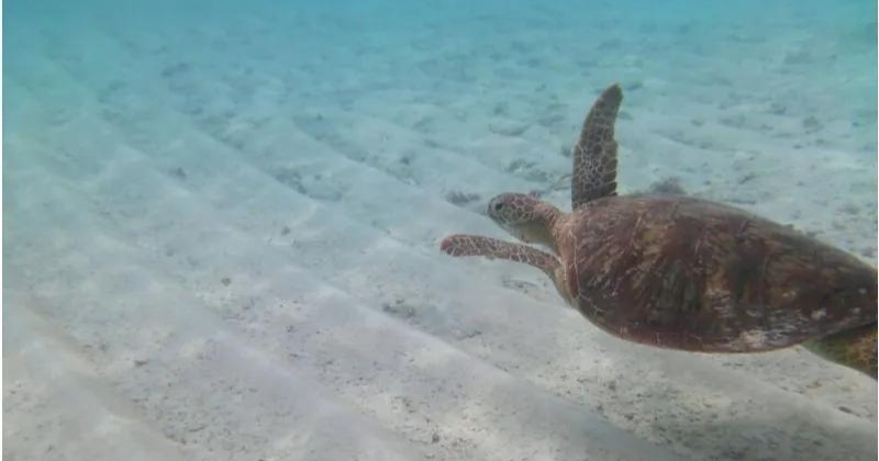 Snorkeling with Turtles amidst Coral Reefs