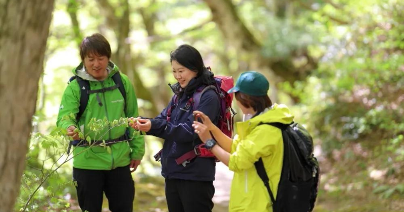 Tottori - Oyama Beech Forest Walk