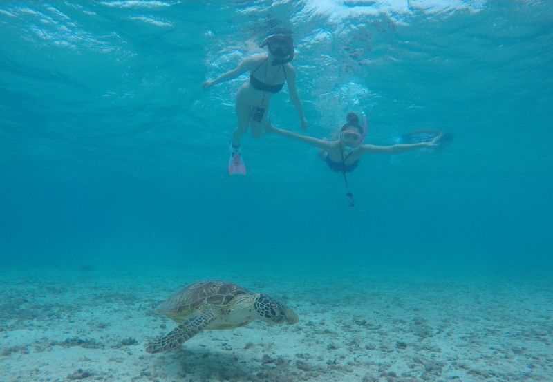 Okinawa Miyakojima Sea turtle snorkel