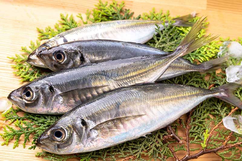 Horse mackerel fishing season and time zone │ Thorough introduction of places nationwide where you can catch horse mackerel now, such as Kanto and Tokyo Bay!