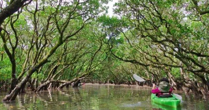 แนะนำให้ใช้ "All Blue" สำหรับการพายเรือคายัคในป่าชายเลนและประสบการณ์ SUP บนเกาะอิชิงากิ! ภาพของ