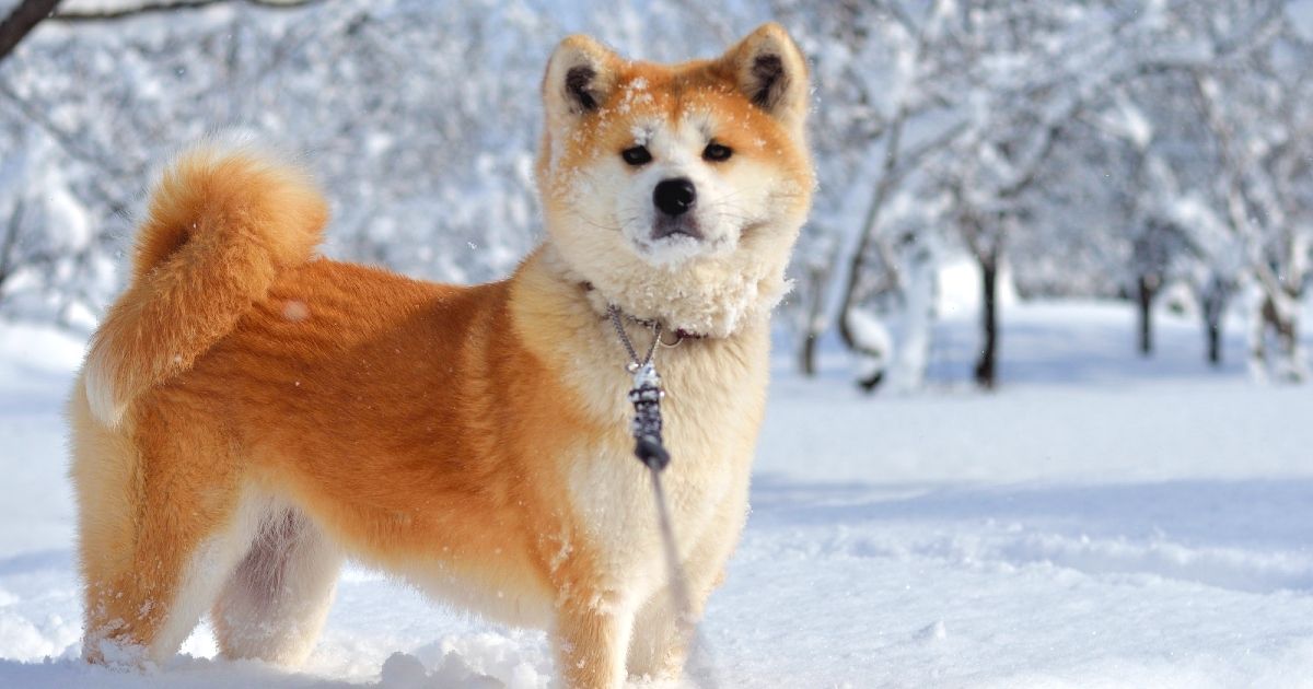 8 Recommended Winter Tourist Spots in Akita! Including Spectacular Views and Food