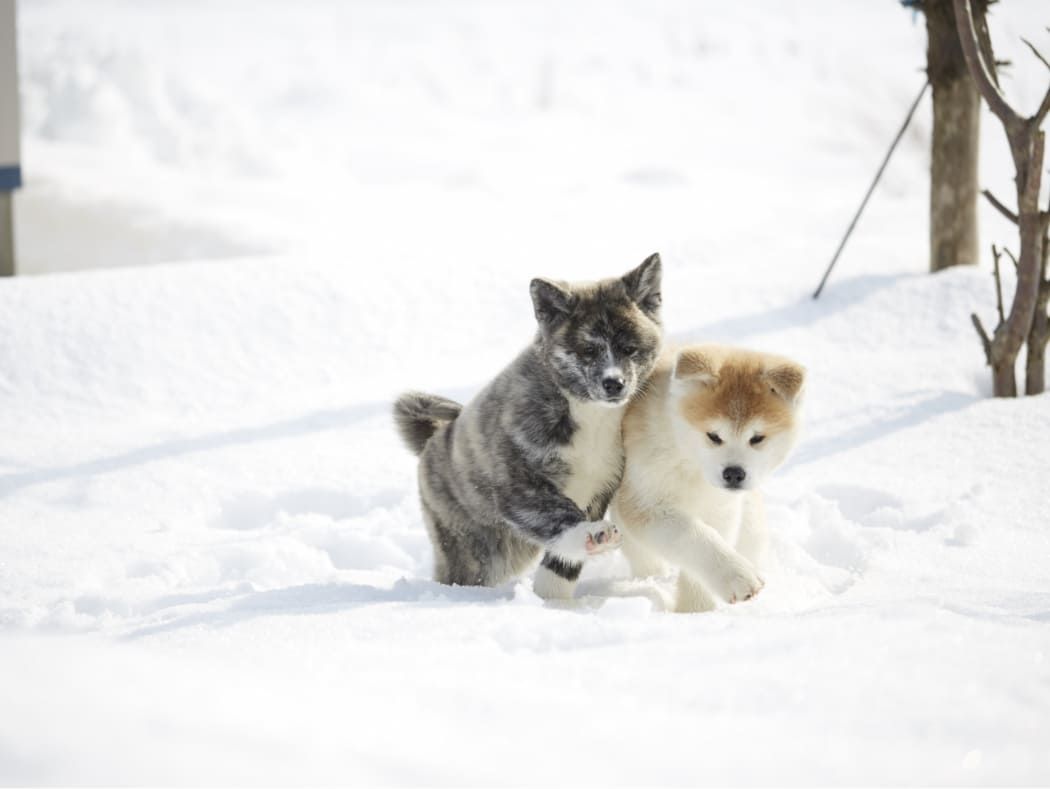 秋田冬アソビ割のスライダー画像03