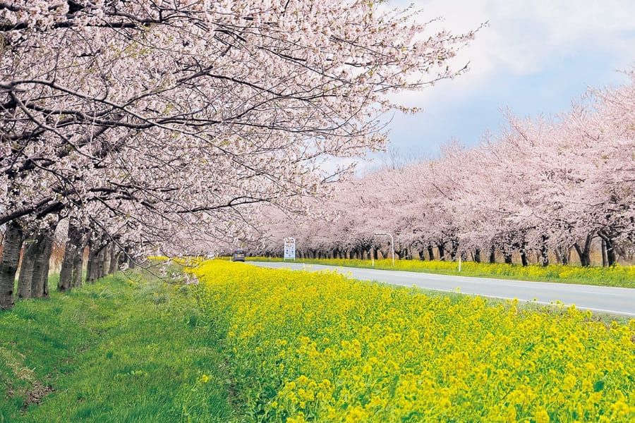 秋田グリーンシーズンスライダー画像06