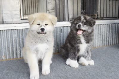 秋田感じる体験｜大自然と遊ぶ、秋田のグリーンシーズン体験