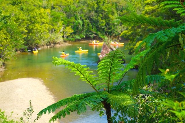 Amami Oshima Mangrove Canoeing and Kayaking