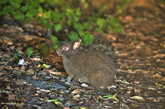 Kagoshima/Amami Oshima "Amami Night Guide Service" Night Tour Amami Rabbit