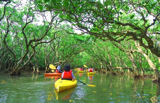 Amami Oshima Mangrove Kayak Tour