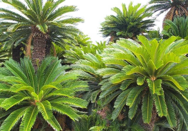 Amami Oshima Nature Ayamaru Cape Cycad Colony
