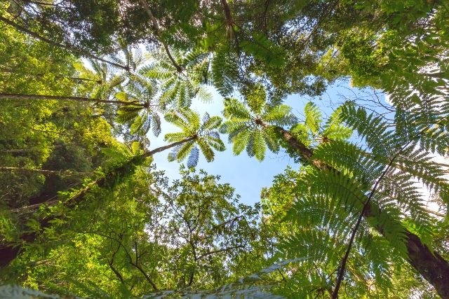 Amami Oshima tourist spot recommendation Kinsakuhara virgin forest