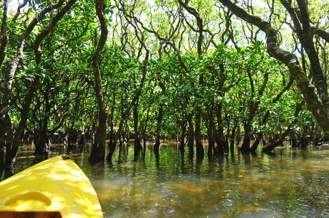 Amami Oshima Recommended Tourist Spot: Kuroshio Forest Mangrove Park