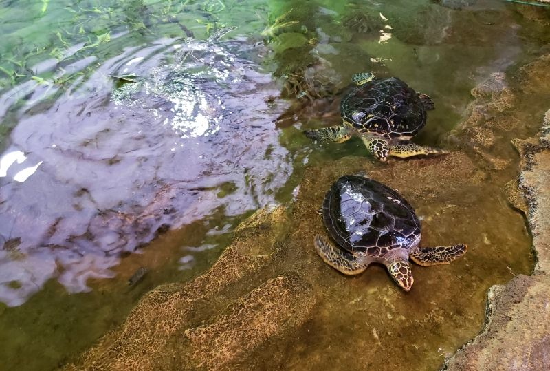 奄美大島奄美海洋展館的海龜