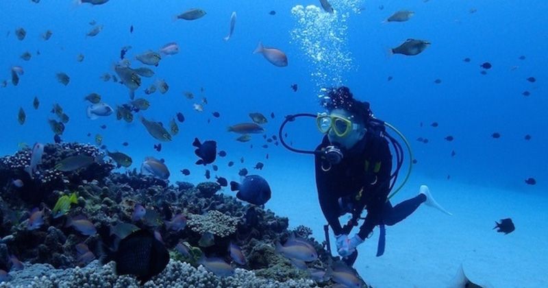 全面介紹奄美大島潛水的推薦季節、景點和熱門潛水旅遊和商店！