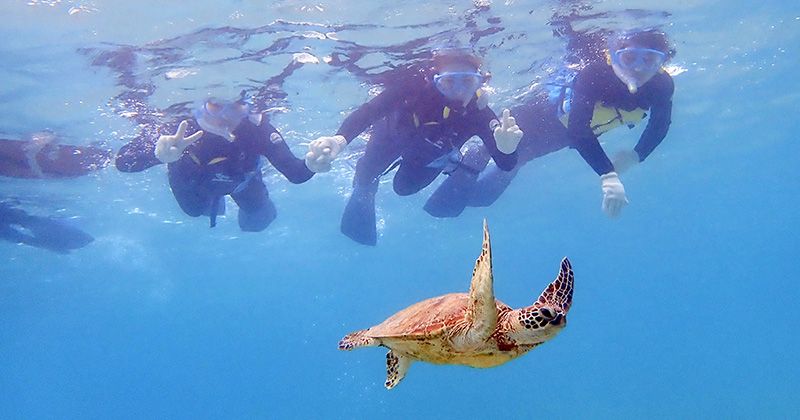 Amami Oshima snorkeling tour popularity ranking & recommended time and spot information image where you can meet sea turtles