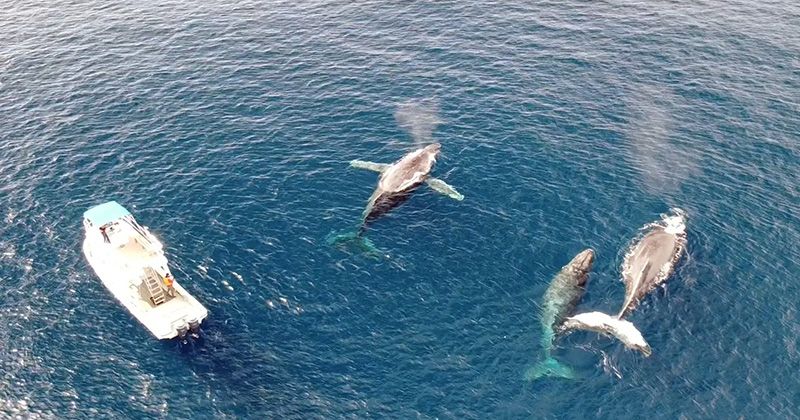 ฤดูชมปลาวาฬอามามิโอชิมะคือเมื่อไหร่? แนะนำอันดับทัวร์ยอดนิยมและรีวิว/ชื่อเสียงอย่างละเอียด!