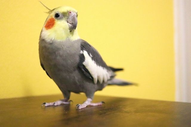 稀有動物咖啡館：小鳥咖啡館