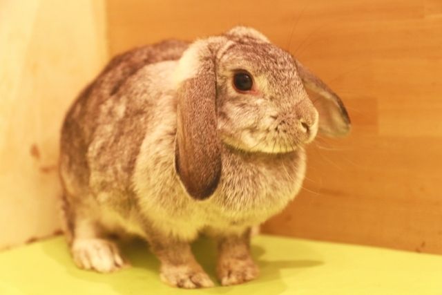 Classic animal cafe: rabbit cafe