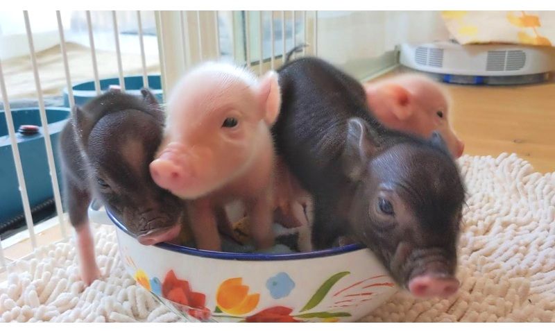 Unusual Animal Cafe: Pig Cafe