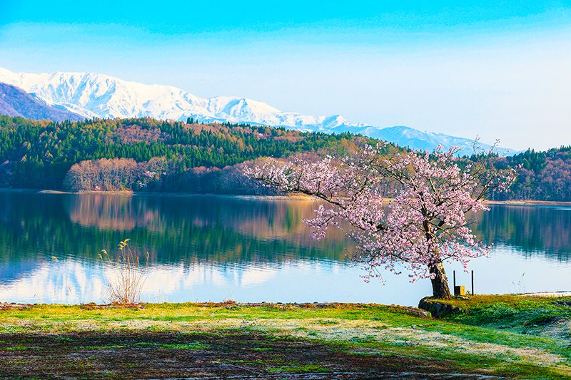 สถานที่ท่องเที่ยวแนะนำที่ทะเลสาบอาโอกิ เพลย์แคมป์โฮเทล ทะเลสาบอาโอกิ ดอกซากุระเดี่ยวริมทะเลสาบ เทือกเขาฮาคุบะที่เต็มไปด้วยหิมะ นากาโนะ เมืองโอมาจิ นิชินะ ซังโกะ