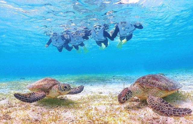 人们在 AQXIA 宫古岛新城海岸与海龟一起浮潜