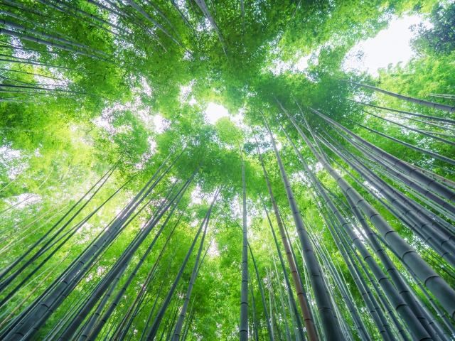 Bamboo grove narrow path