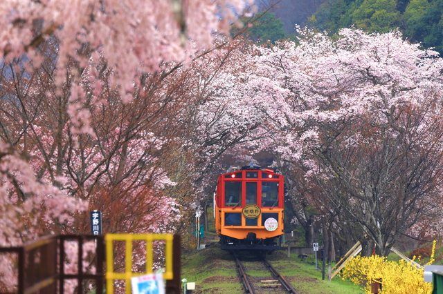 嵐山觀光