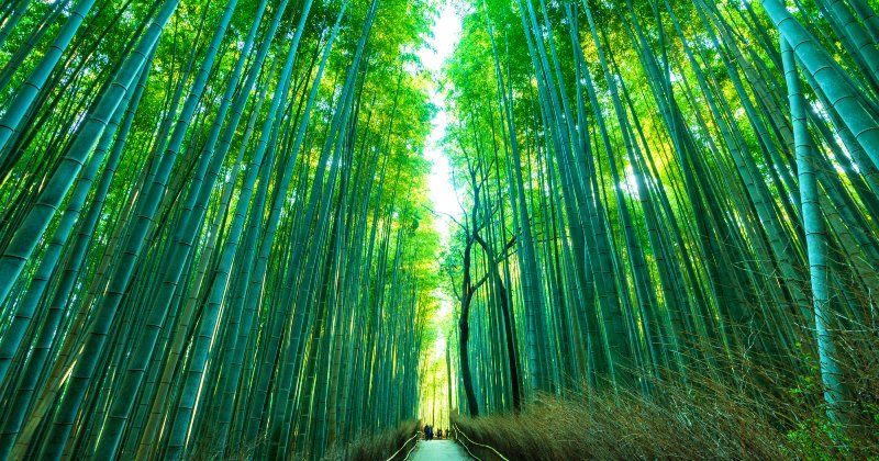 A model course for exploring the popular sightseeing spots in Arashiyama