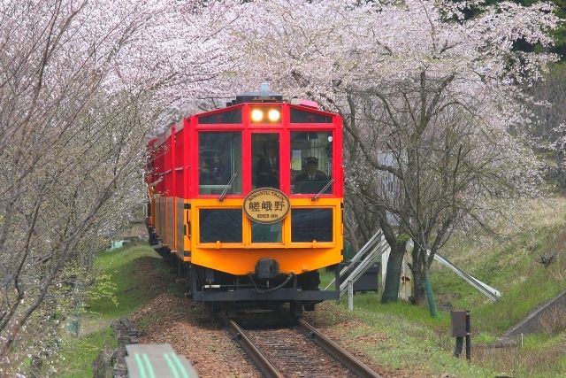 春の嵐山　トロッコ列車