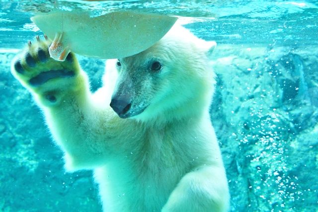 北海道・旭川　おすすめ観光スポット　旭川市旭山動物園　ホッキョクグマ