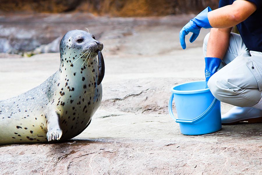 Introduction to Asahiyama Zoo admission fees and highlights Asahikawa City, Hokkaido Seals Mumbling time Seals eating fish