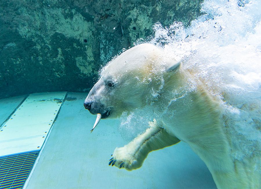 아사히야마 동물원 입장료와 볼거리 소개 홋카이도 아사히카와시 북극곰 모구모구 타임 물고기를 먹는 모습