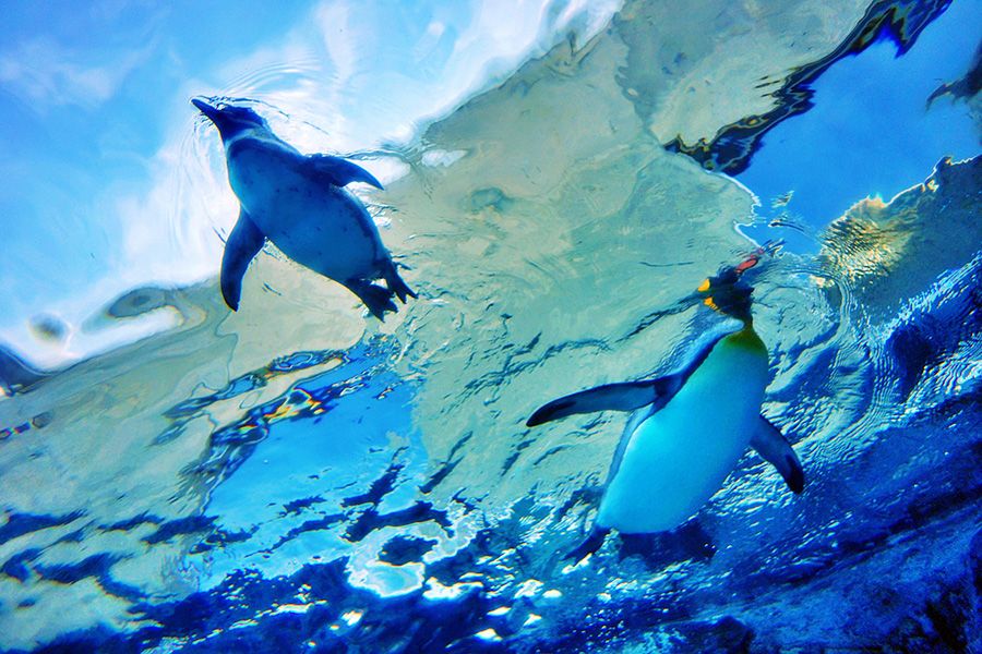 旭山動物園の入園料や見どころ紹介　北海道　旭川市　空飛ぶペンギン　360度見渡せる水中トンネル　ぺんぎん館　元気に泳ぐペンギンの姿　人気スポット
