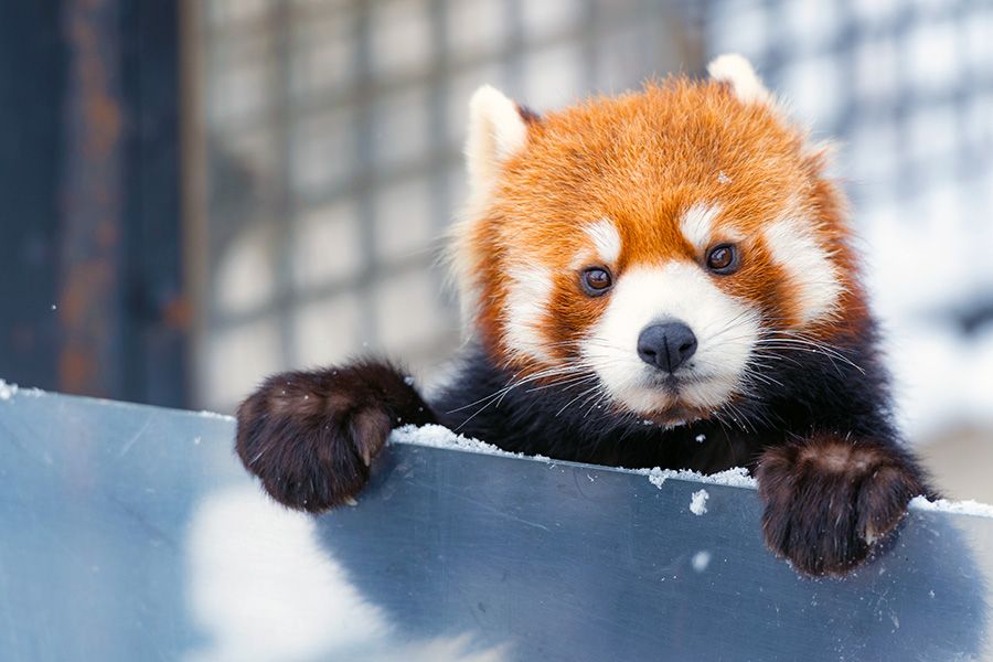 Introduction to Asahiyama Zoo admission fees and highlights Asahikawa City, Hokkaido Red panda looking at camera