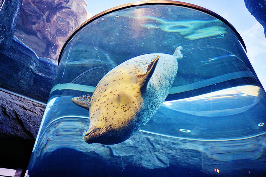 Introduction to Asahiyama Zoo admission fees and highlights Asahikawa City, Hokkaido Harbor seal Aquarium Tunnel Swimming leisurely
