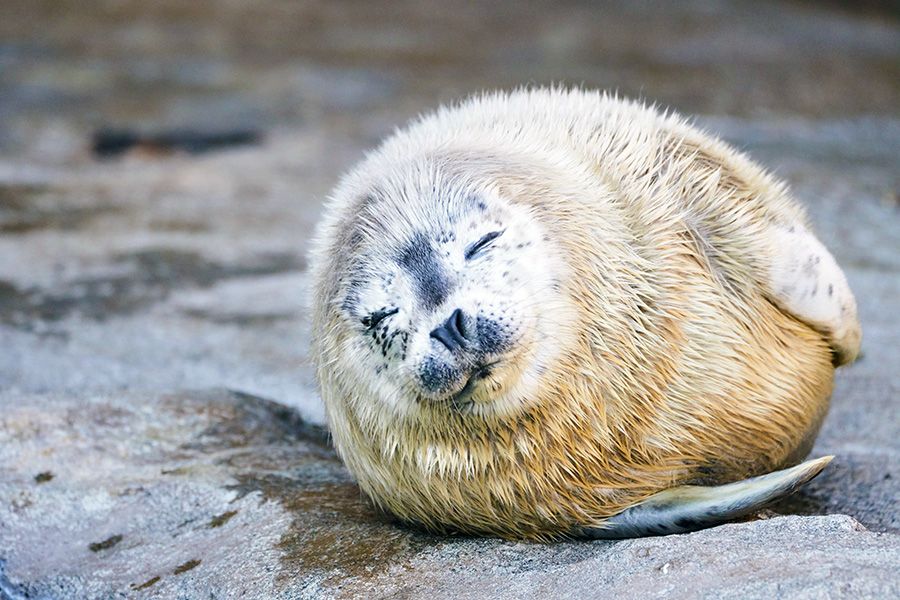 Introduction to Asahiyama Zoo admission fees and highlights Asahikawa City, Hokkaido Baby harbor seal, fluffy